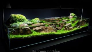 Aquascape Tutorial Guide: 'Continuity' by James Findley & The Green Machine