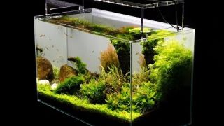 Aquascape Tutorial Guide by James Findley & The Green Machine- Paso a Paso