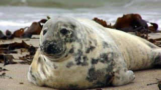 El nacimiento de una foca gris