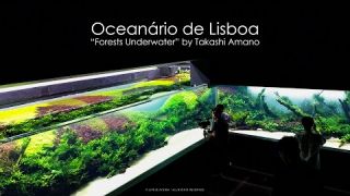 Grand Opening - Forests Underwater by Takashi Amano