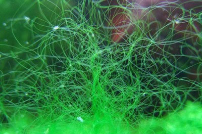 alga verde filamentosa 2