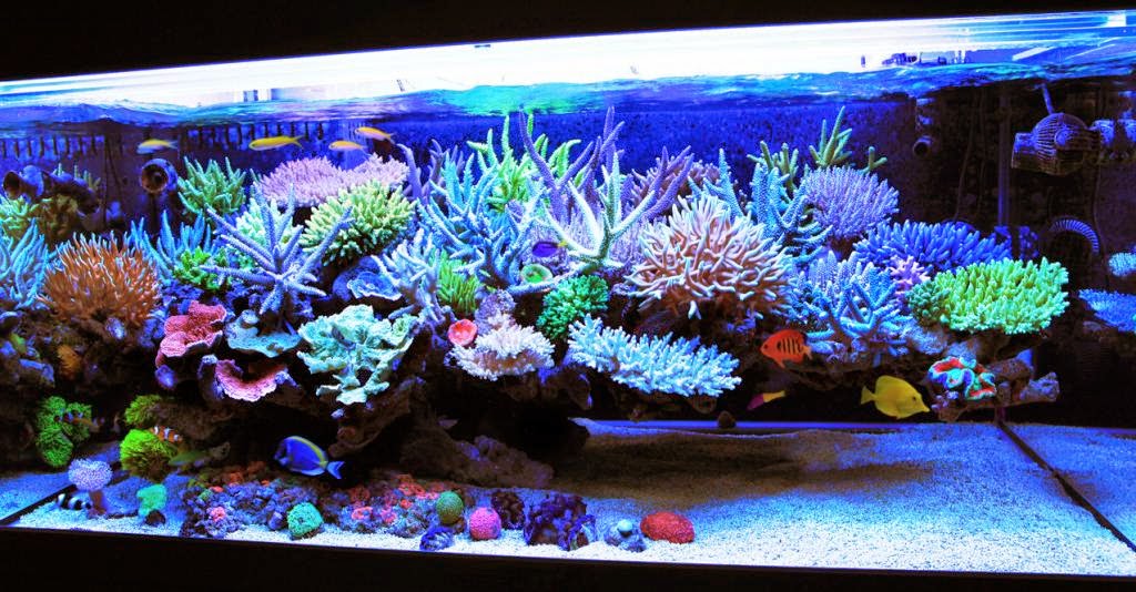 mr kang reef aquarium